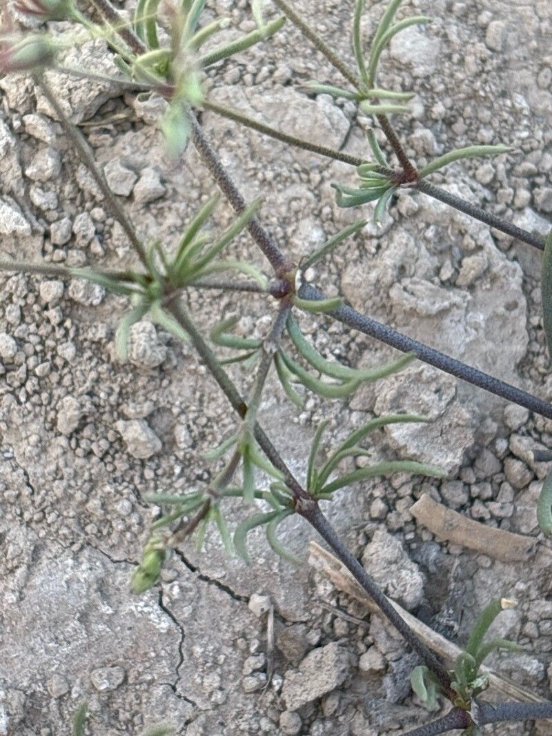 Spergularia flaccida — houseplant care guide