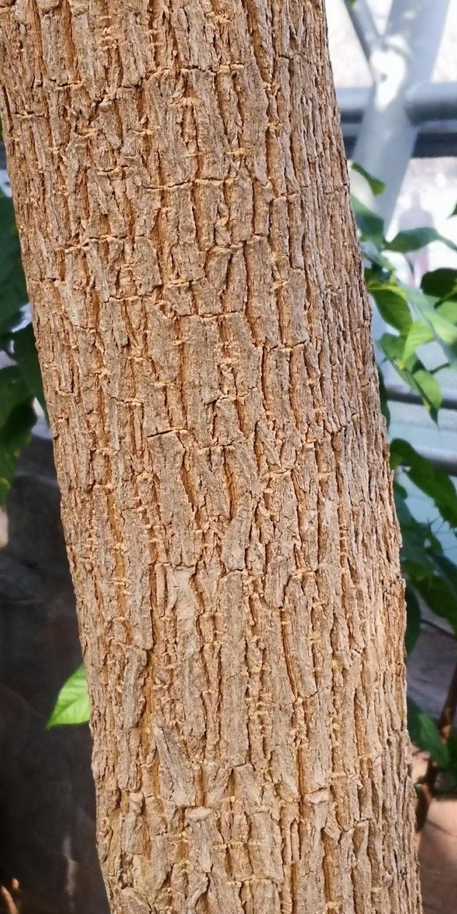 Alstonia rostrata bark