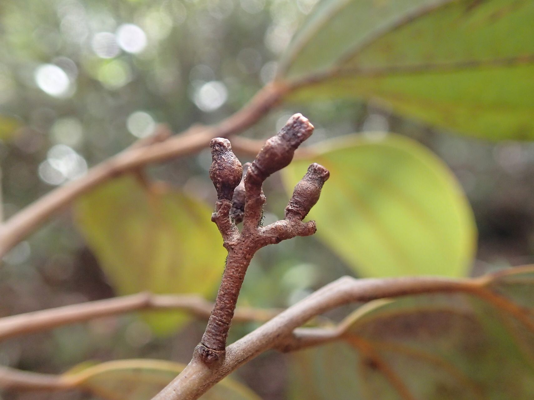 Cryptocarya guillauminii fruit