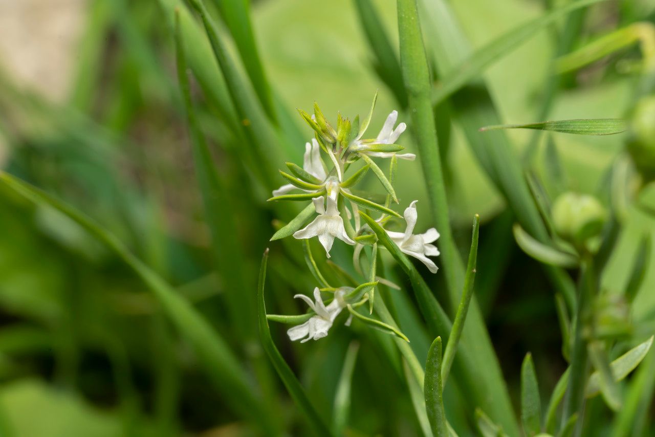 Linaria chalepensis flower