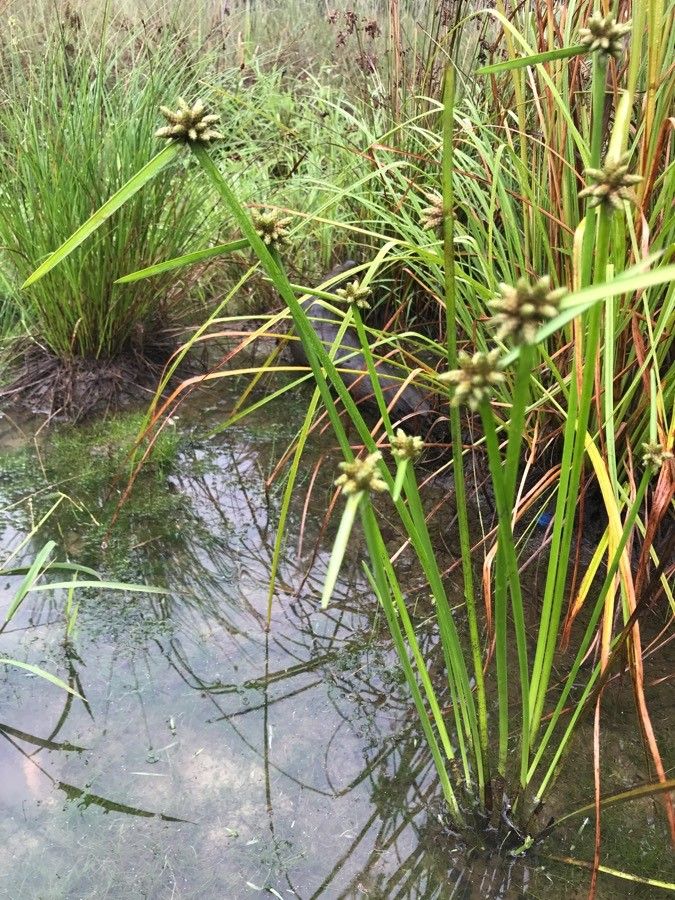 Schoenoplectus pungens fruit