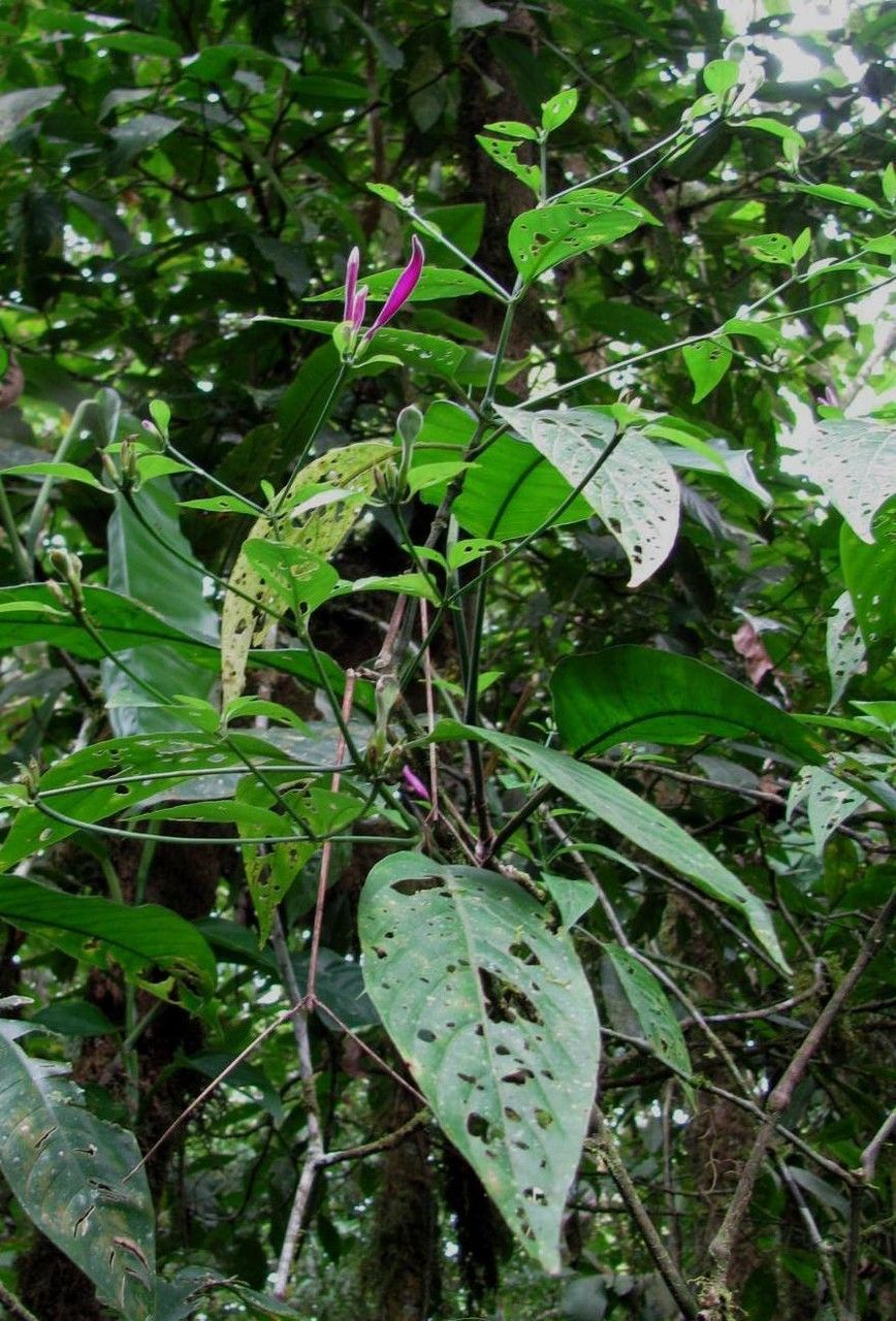 Dicliptera trifurca habit