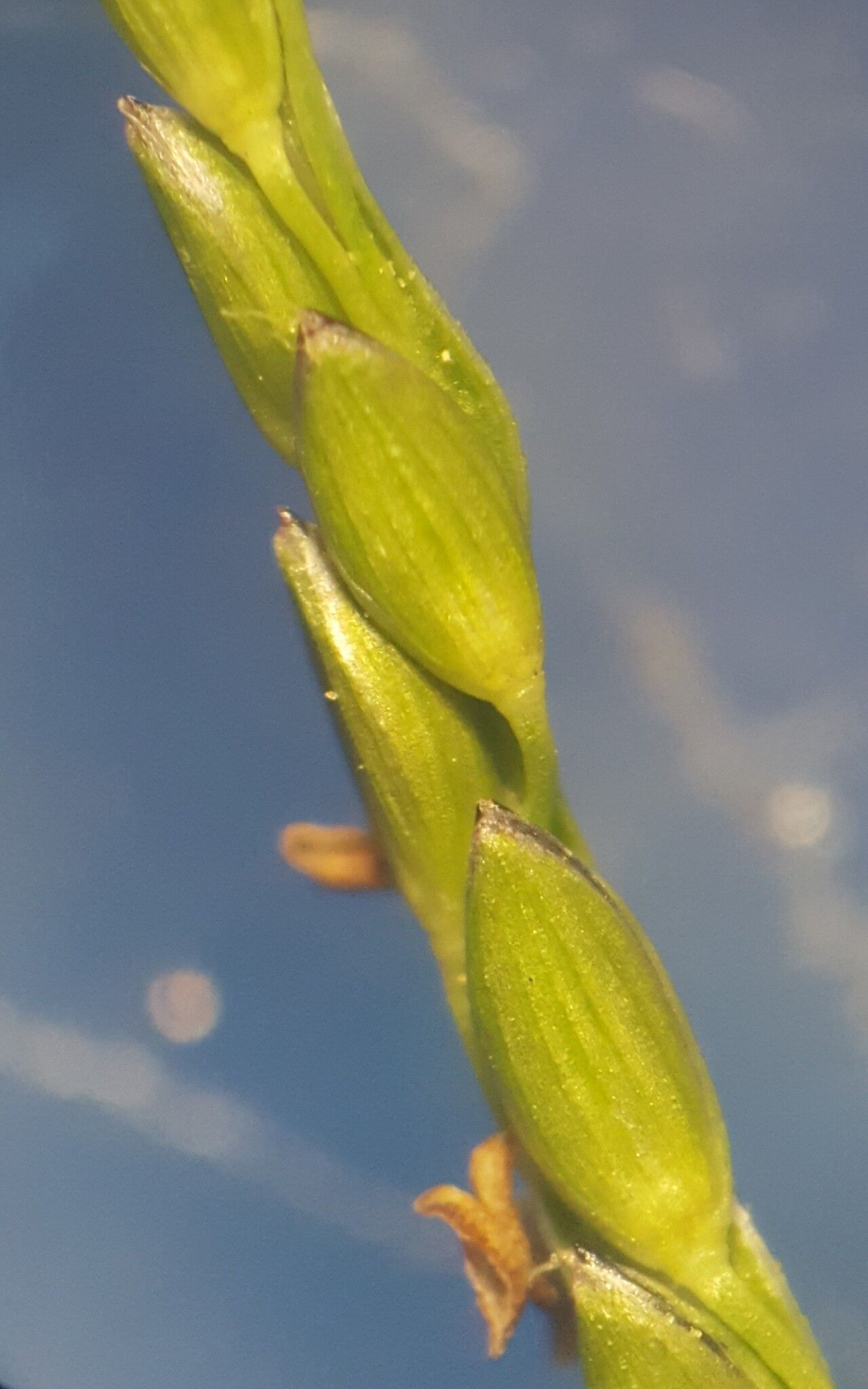 Digitaria fuscescens fruit