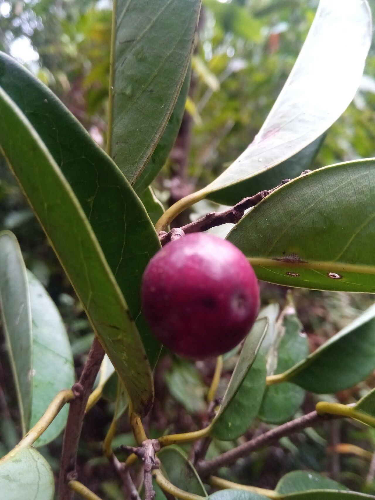 Cryptocarya litoralis fruit