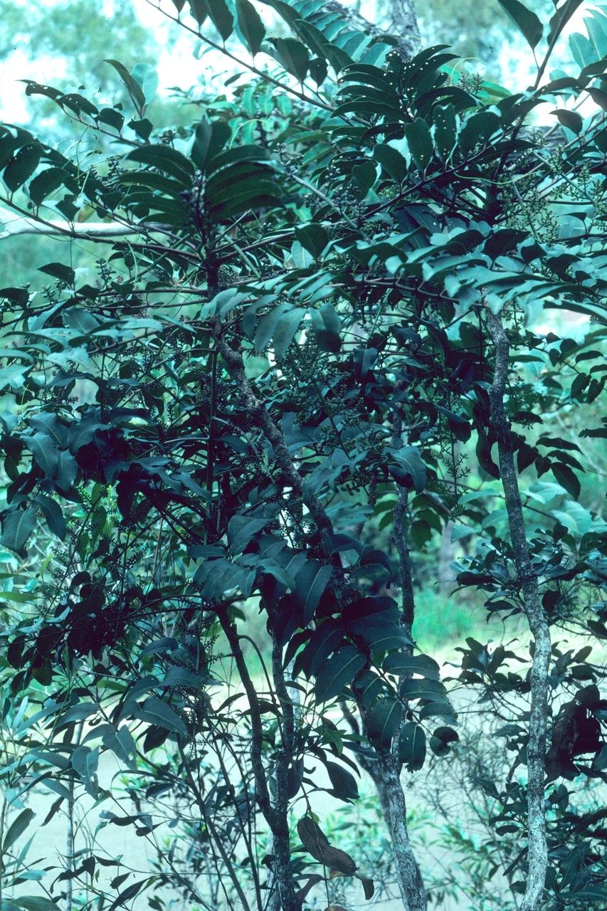 Polyscias microbotrys habit