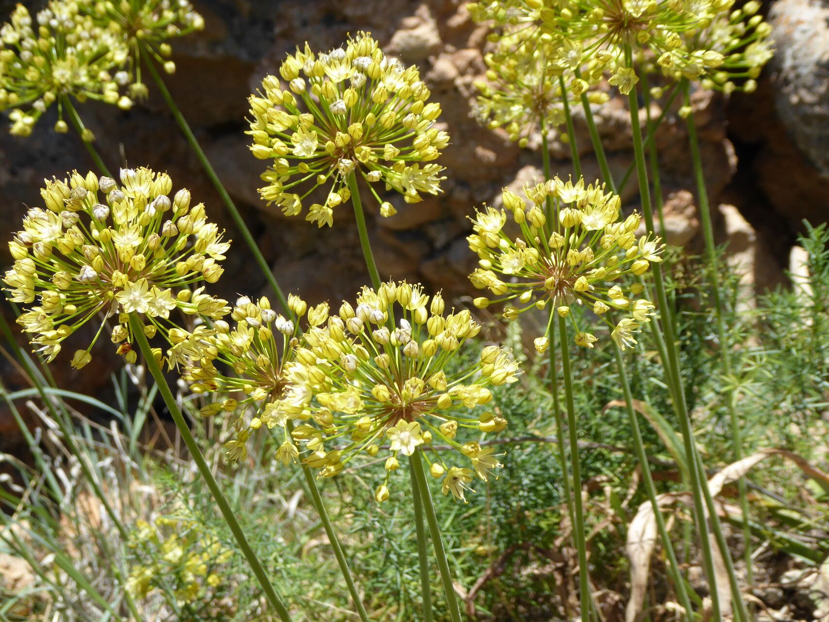 Allium eriocoleum — houseplant care guide