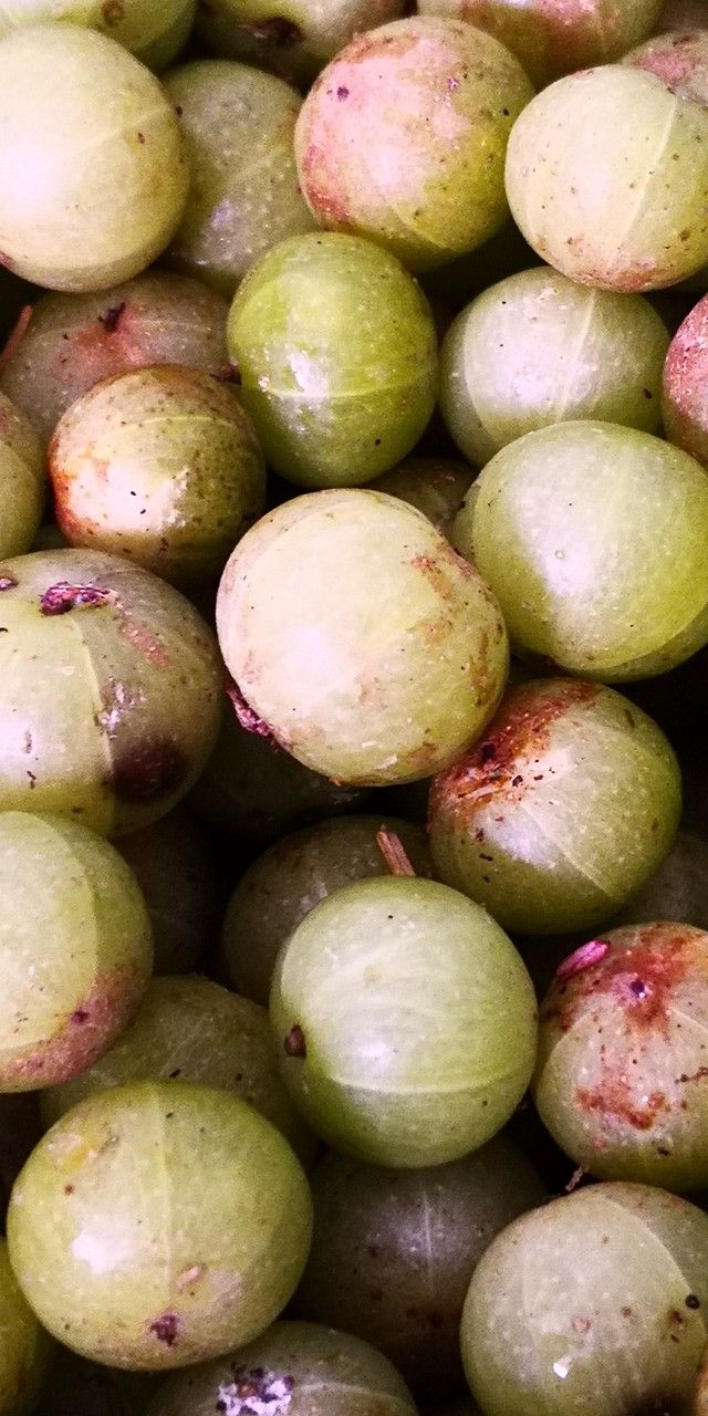 Canarium album fruit