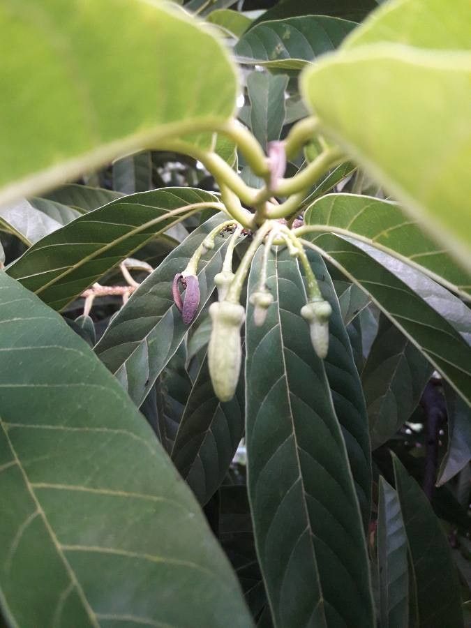 Annona reticulata flower