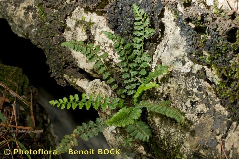 Asplenium majoricum other