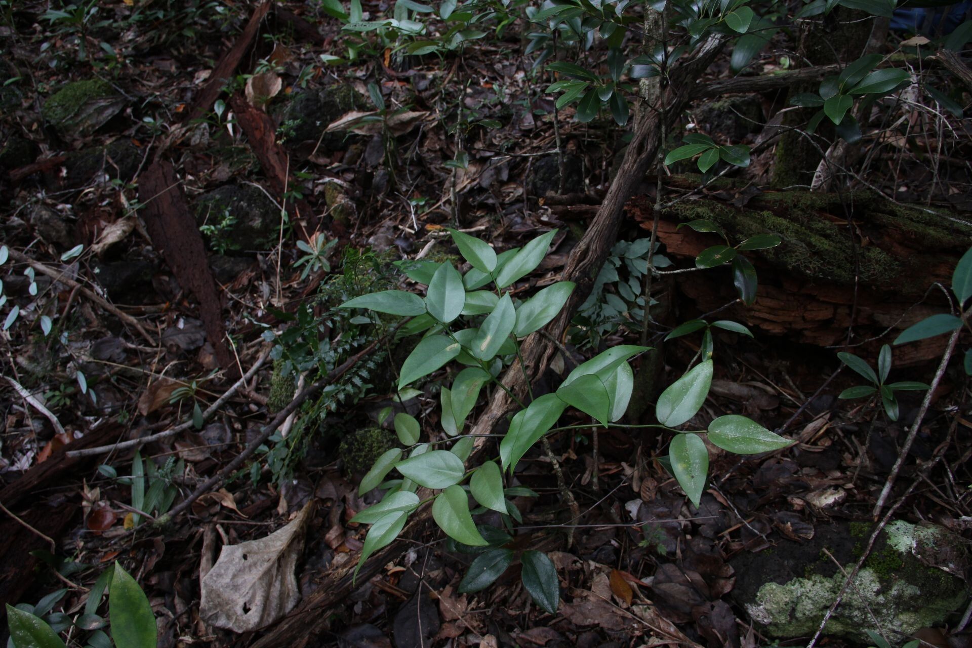 Phyllanthus pronyensis habit