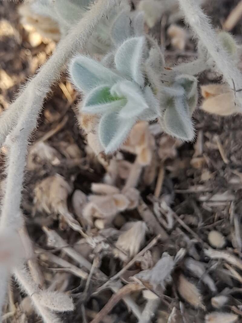 Convolvulus prostratus — search result for 'Convolvulus'