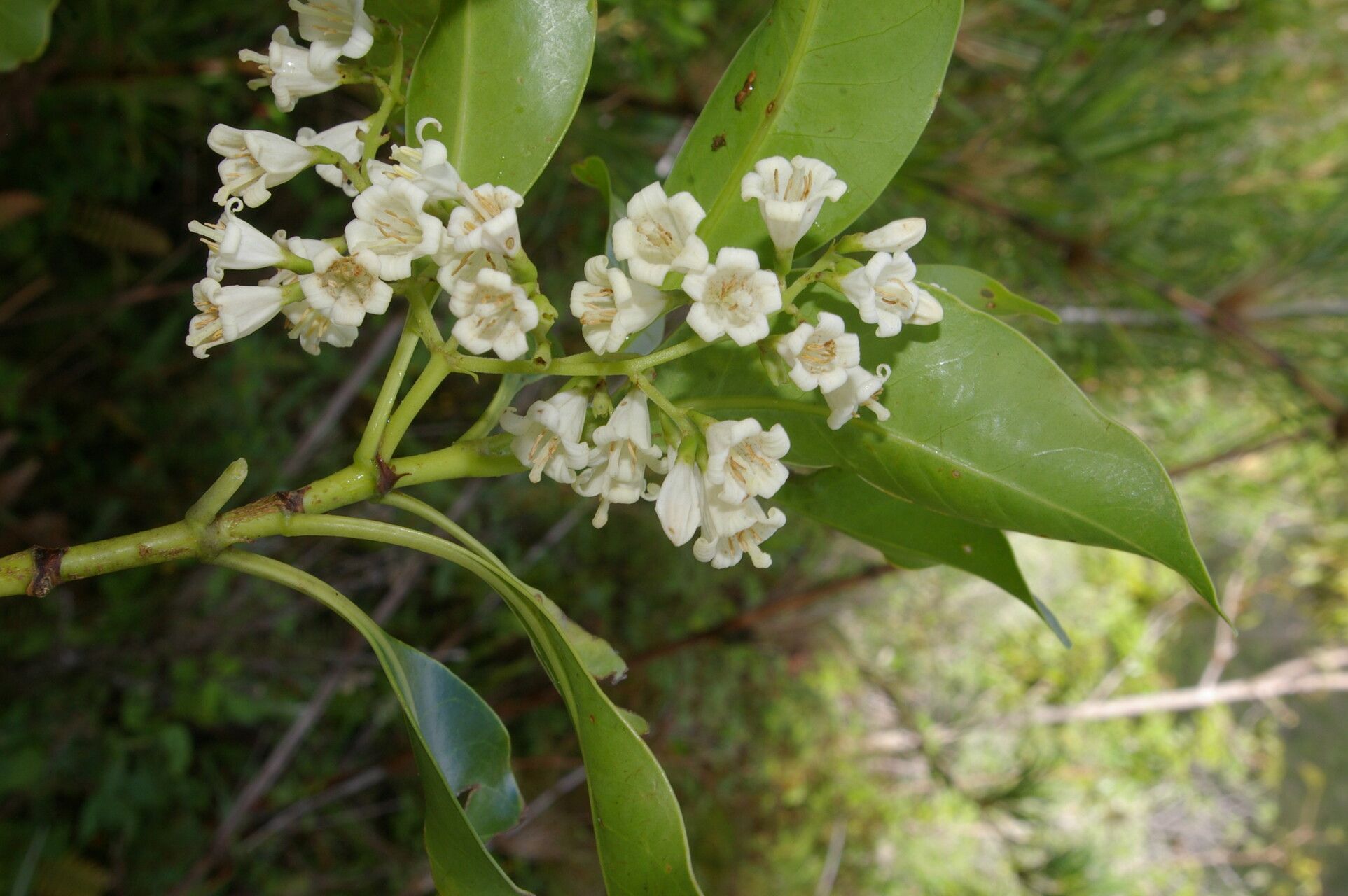 Chiococca pachyphylla flower