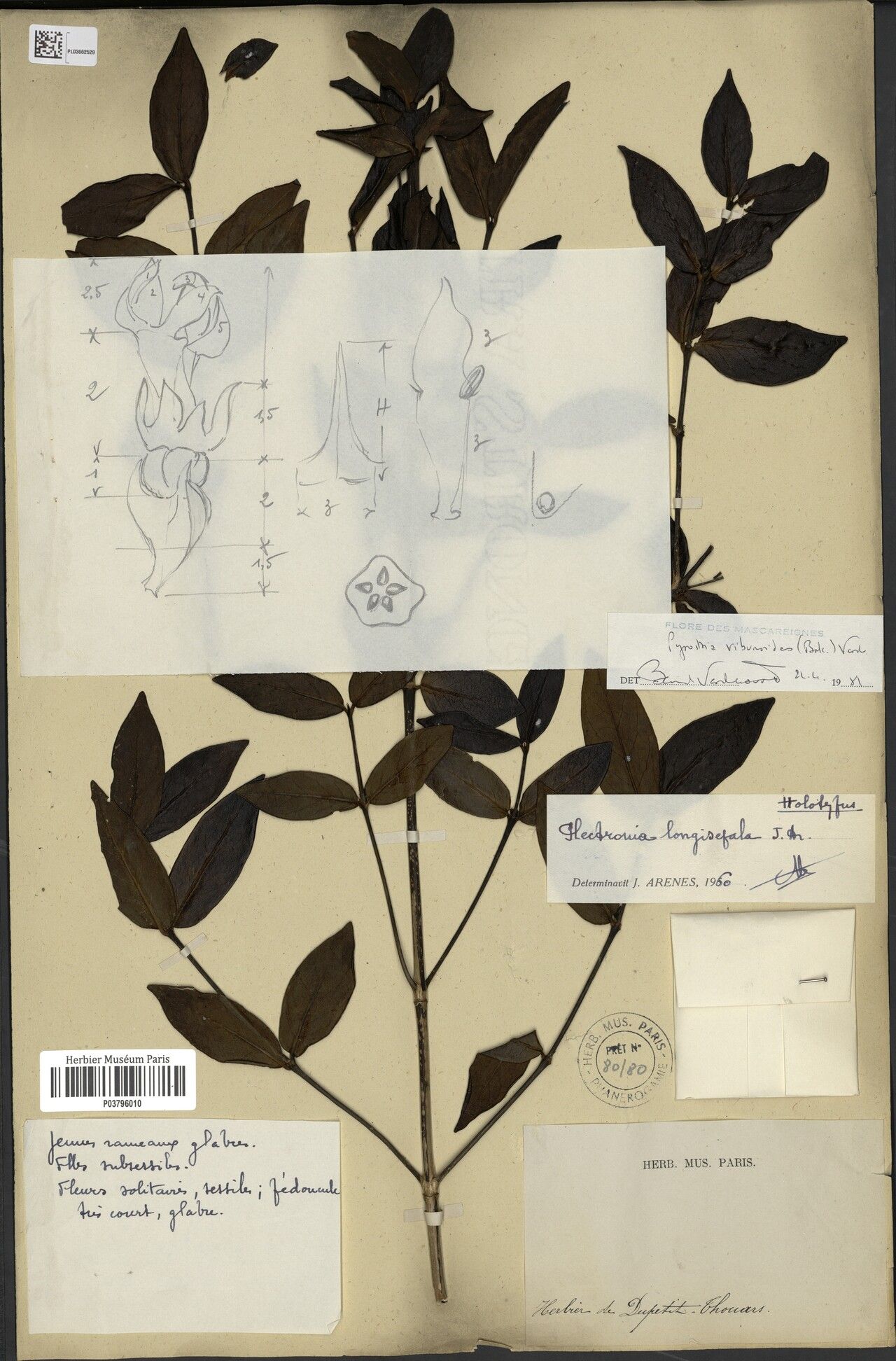 Pyrostria viburnoides — houseplant care guide