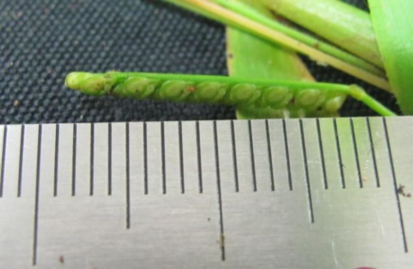 Paspalum decumbens other