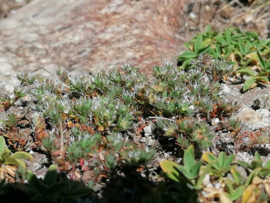 Paronychia polygonifolia habit