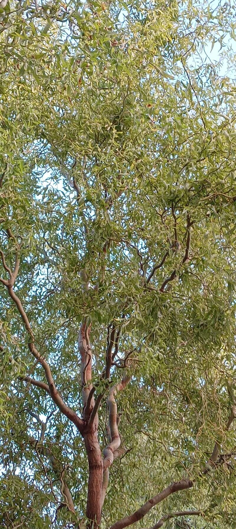 Salix matsudana habit