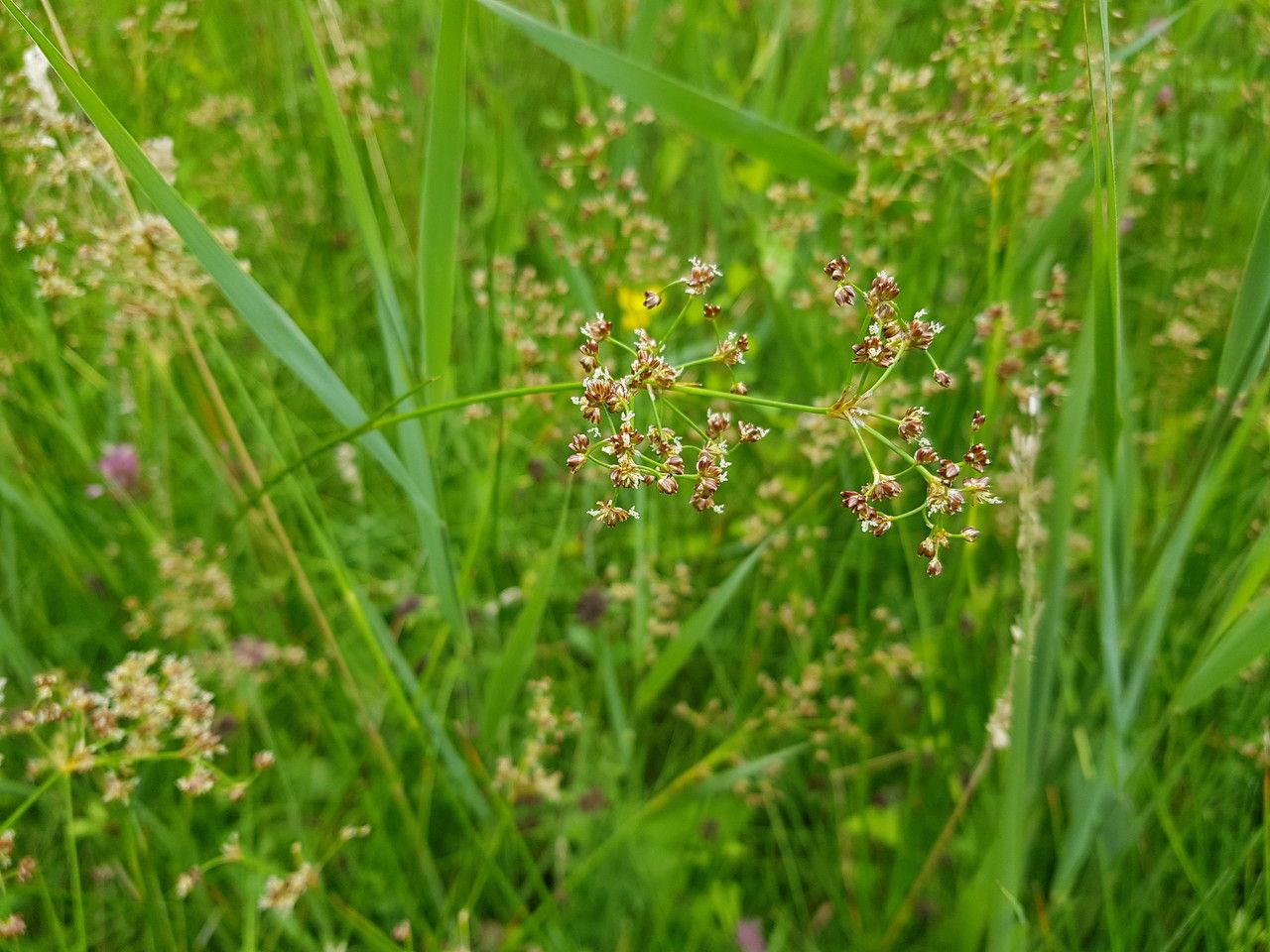 Juncus subnodulosus fruit