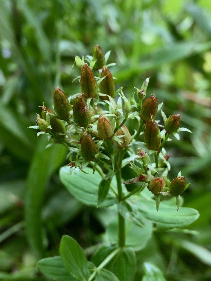 Hypericum tetrapterum fruit