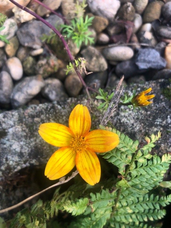 Bidens ferulifolia flower