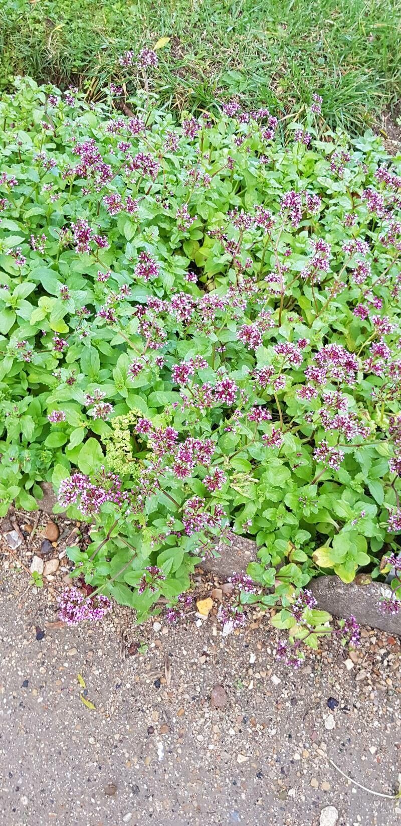 Valeriana graciliflora habit