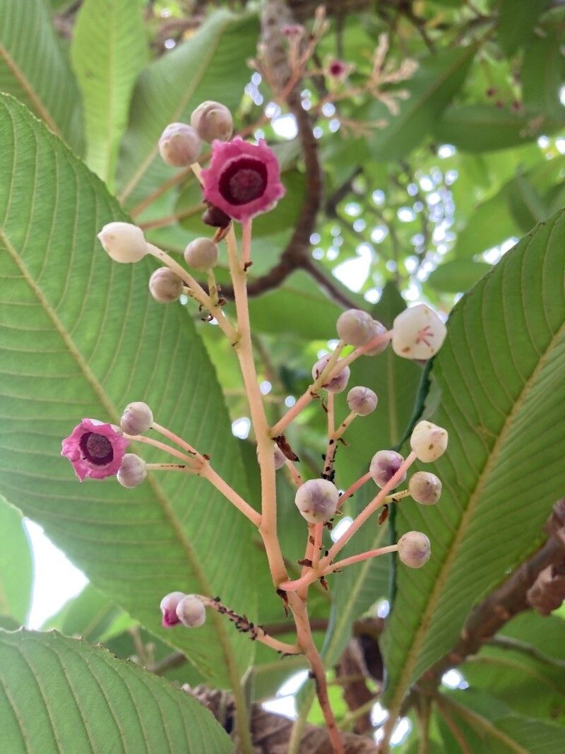 Saurauia napaulensis flower