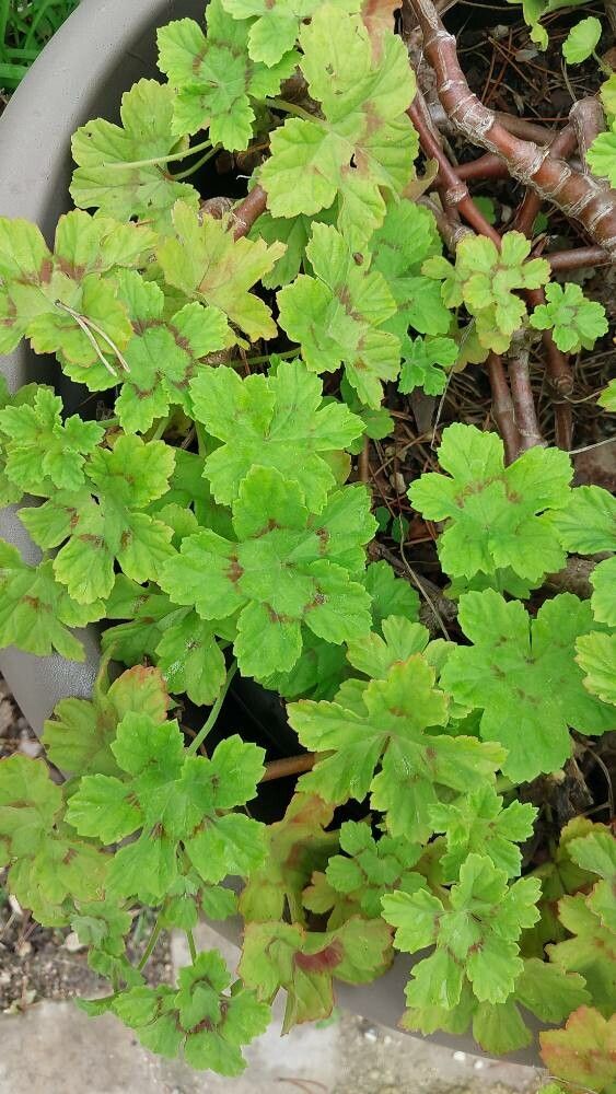 Pelargonium mutans — houseplant care guide