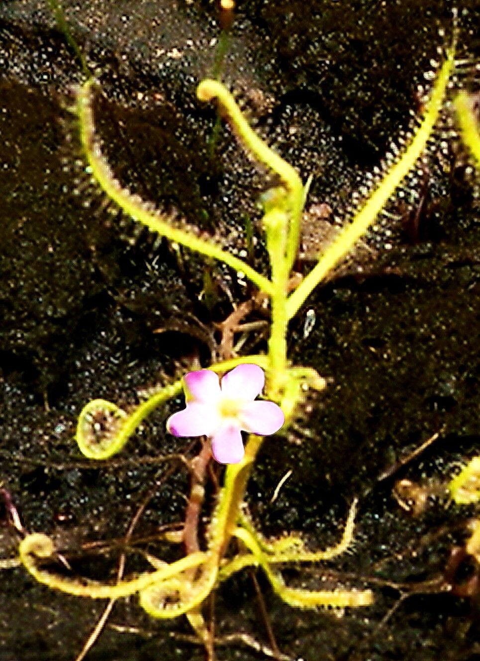 Drosera indica — search result for 'Drosera'