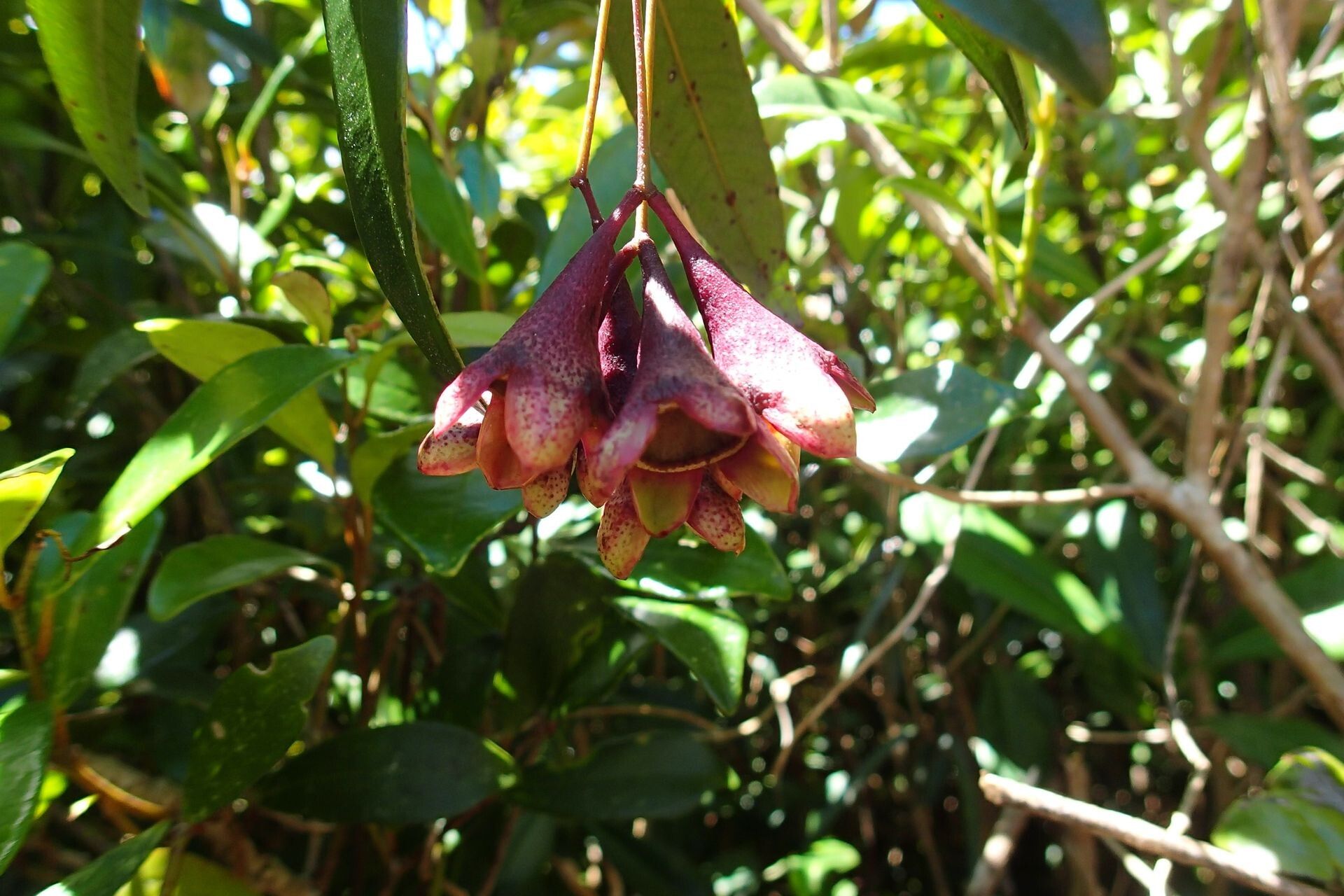 Syzygium schistaceum flower