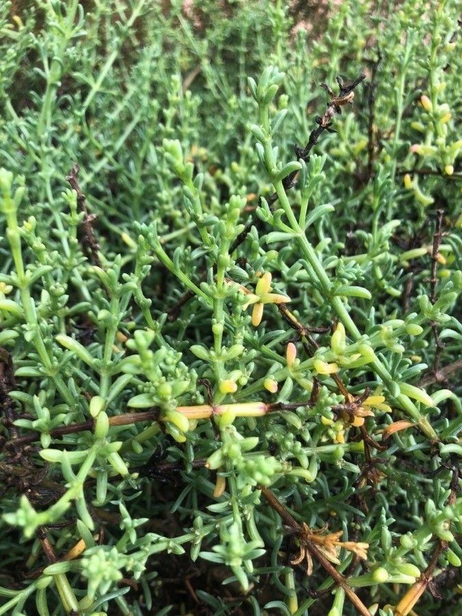Salsola oppositifolia leaf