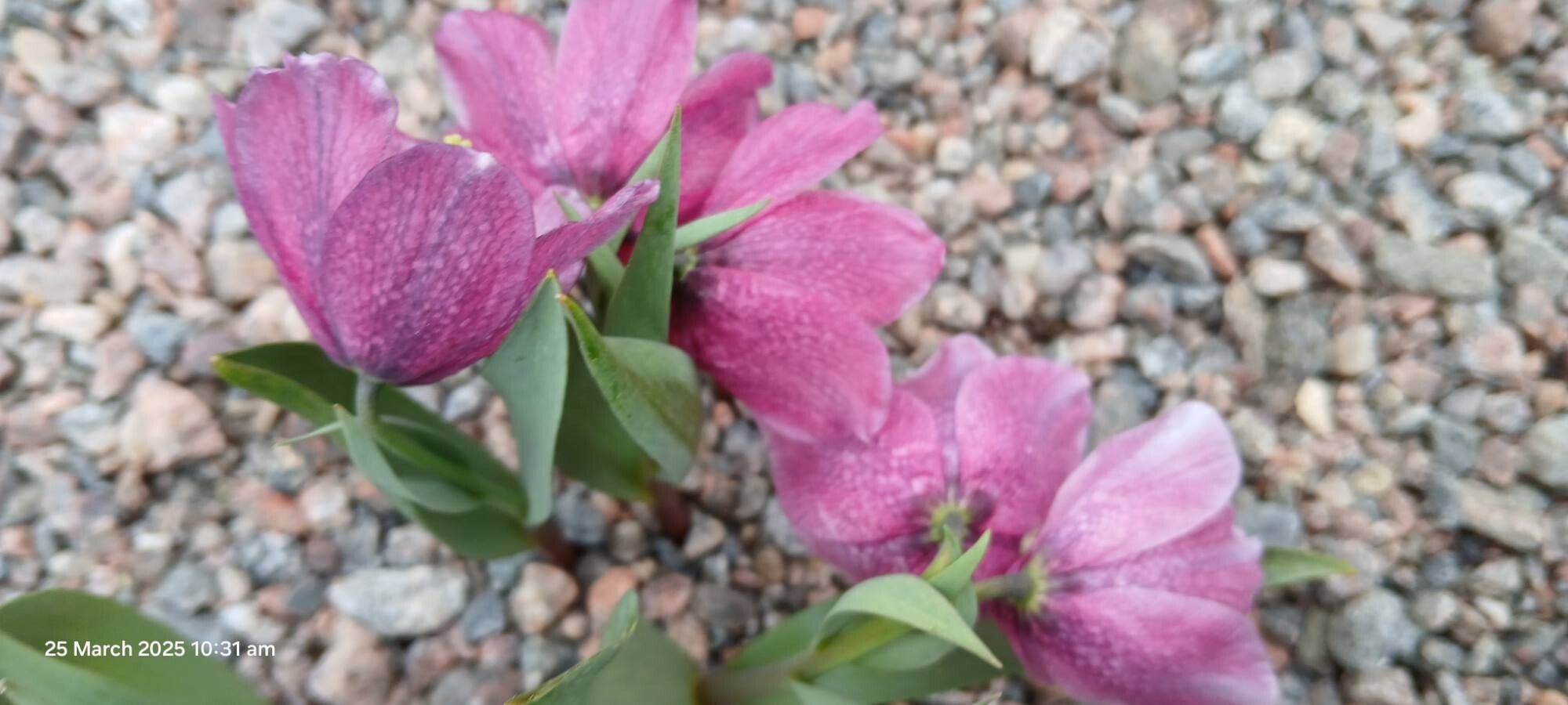 Fritillaria alburyana habit