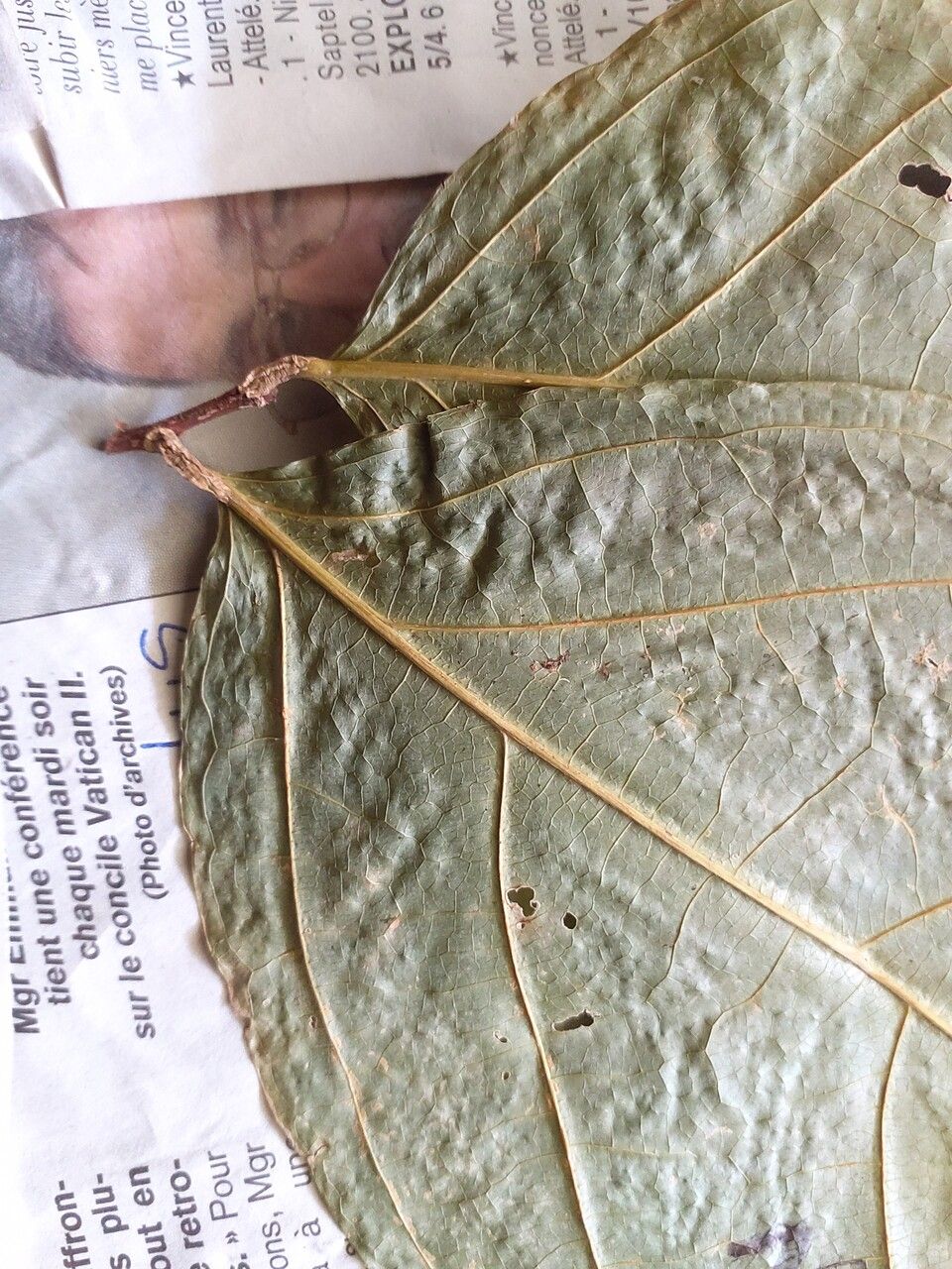 Casearia singularis leaf