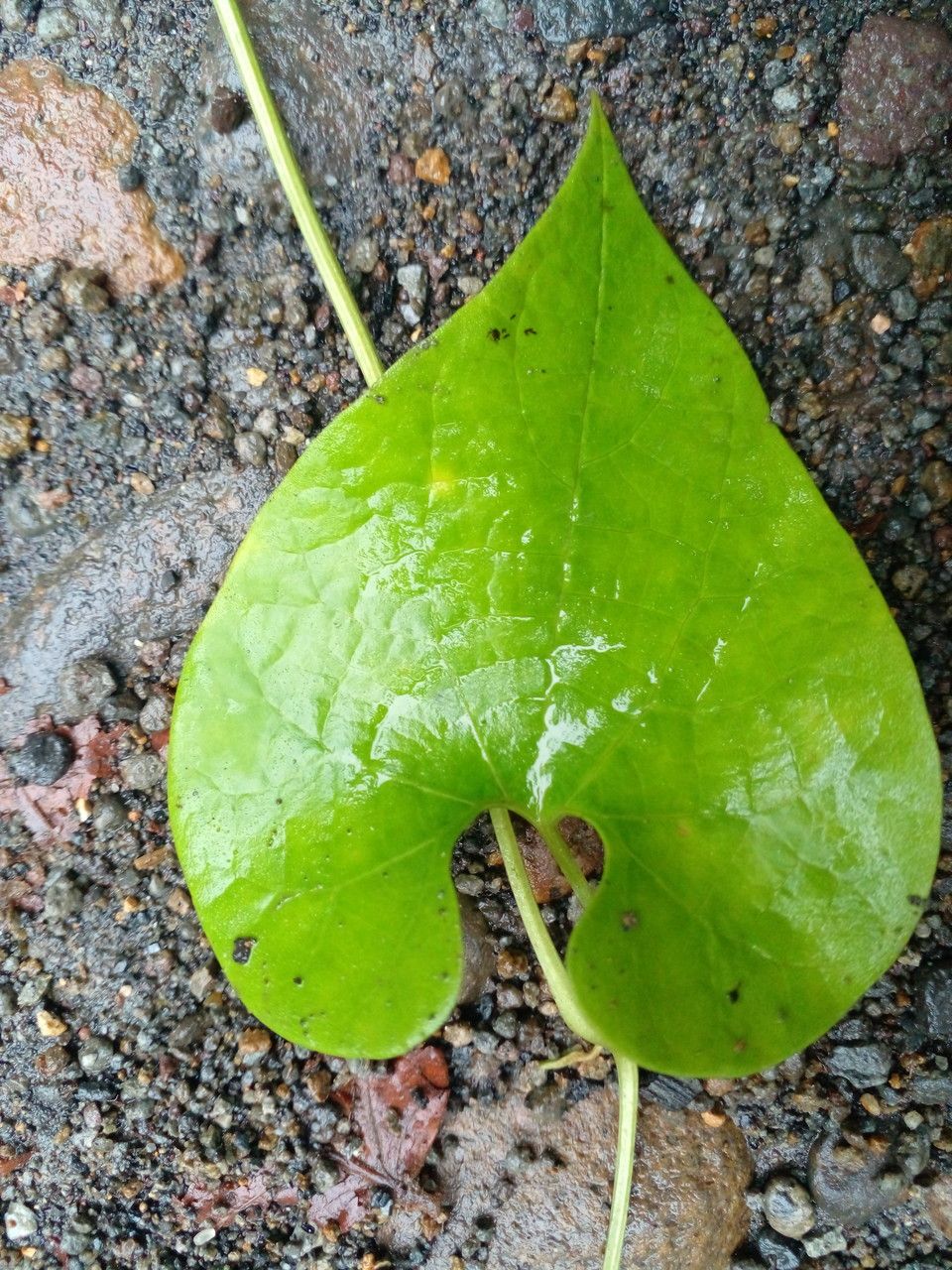 Aristolochia grandiflora leaf