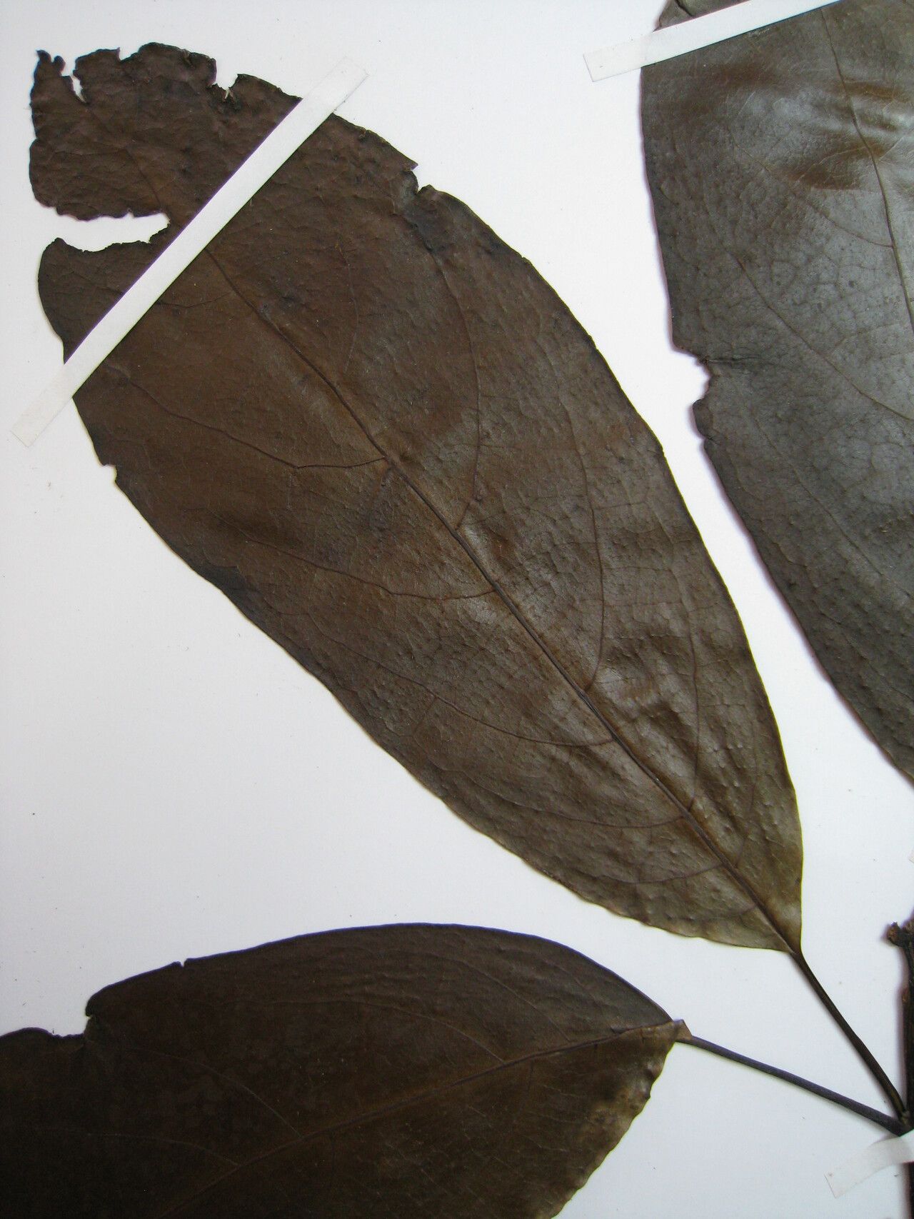 Cordia goeldiana — houseplant care guide