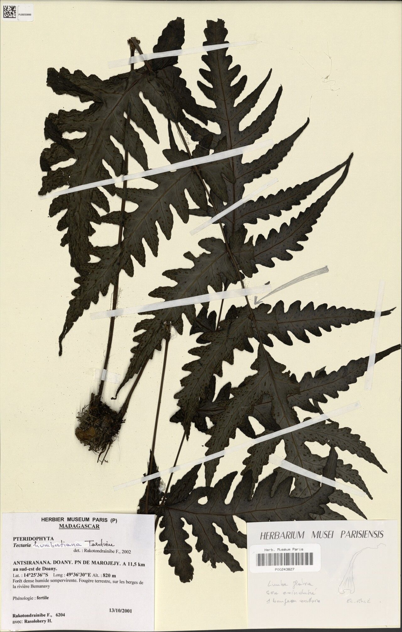 Tectaria humbertiana — houseplant care guide