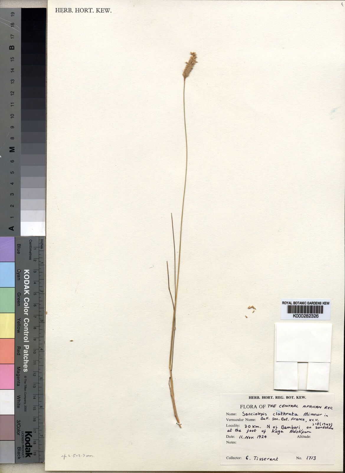 Sacciolepis clatrata — related species from the same genus