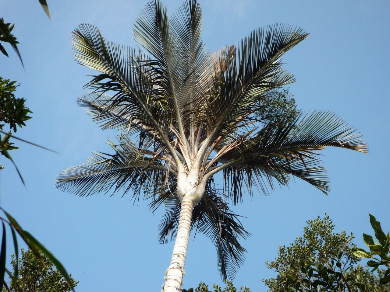 Ceroxylon parvifrons habit