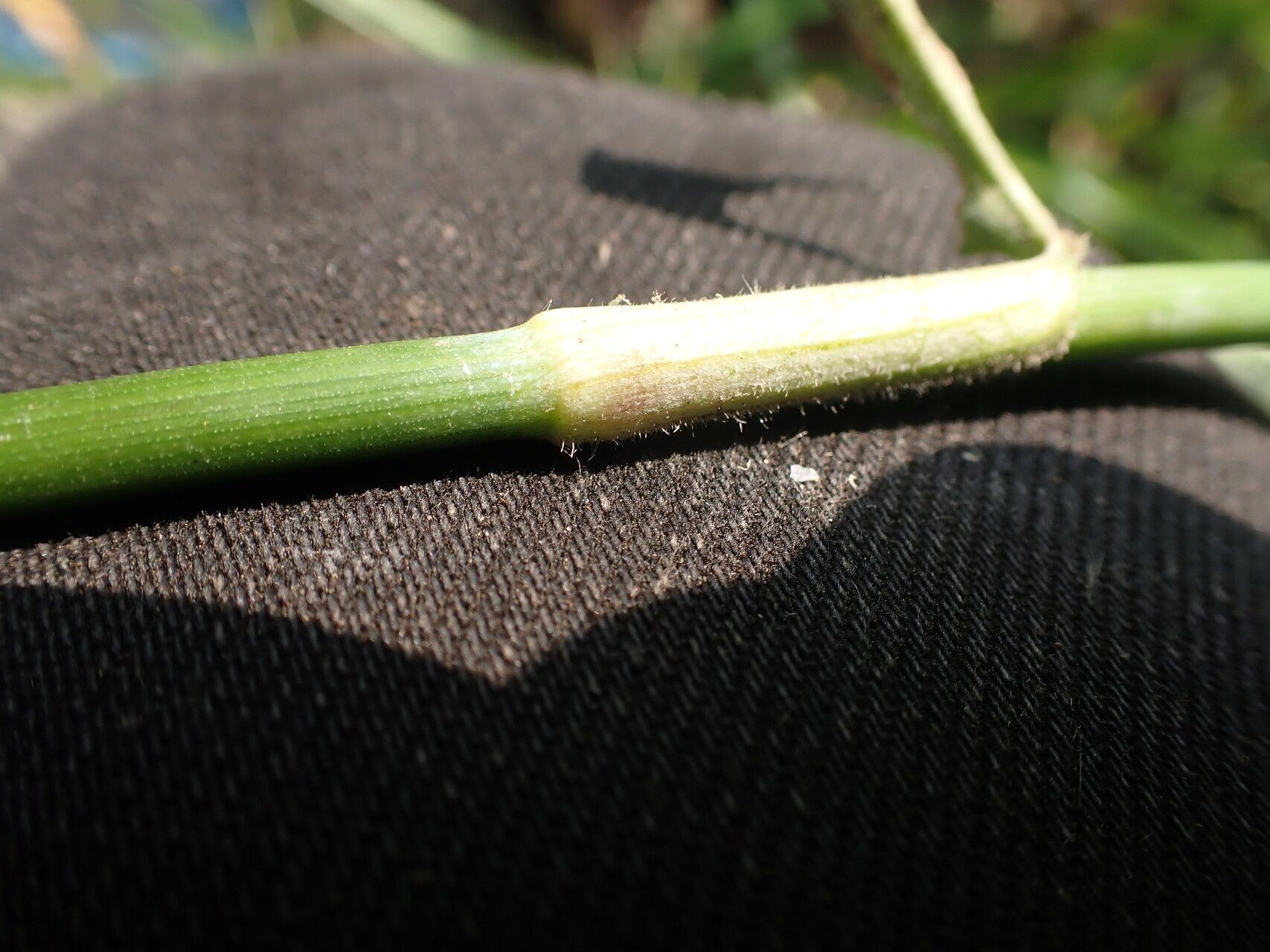 Commelina acutispatha bark