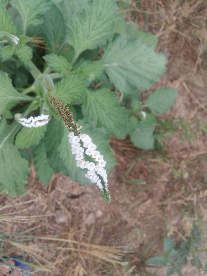 Heliotropium indicum flower