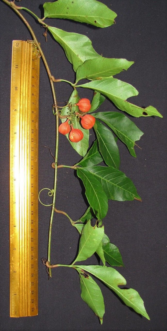 Paullinia talamancensis other