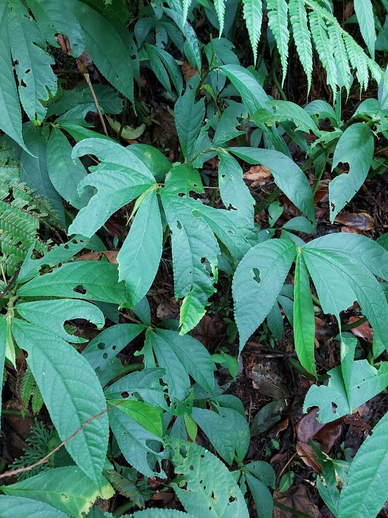 Elatostema fagifolium — related species from the same genus