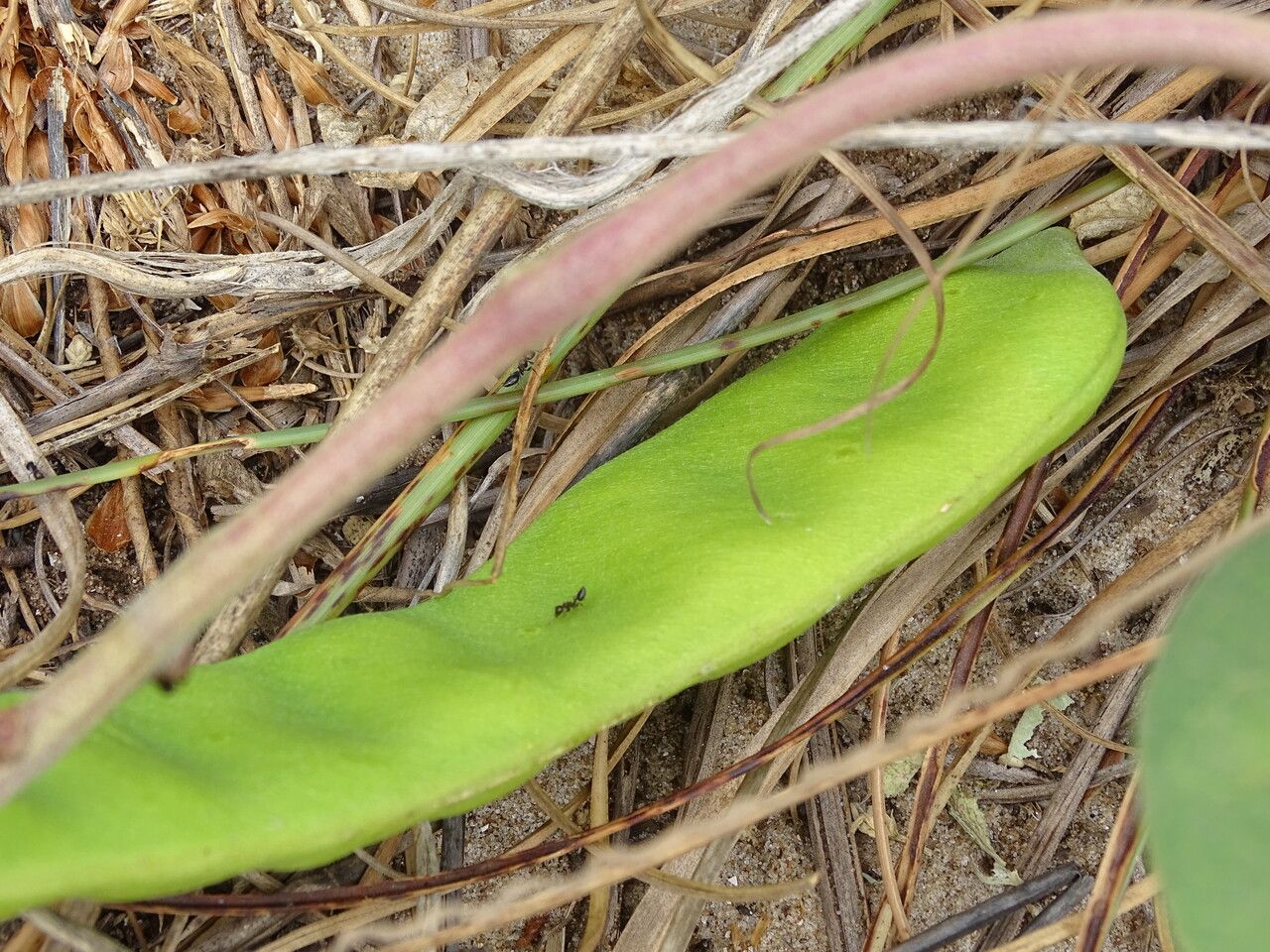 Canavalia rosea fruit