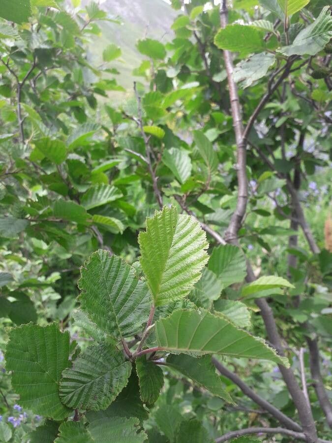 Alnus × pubescens other