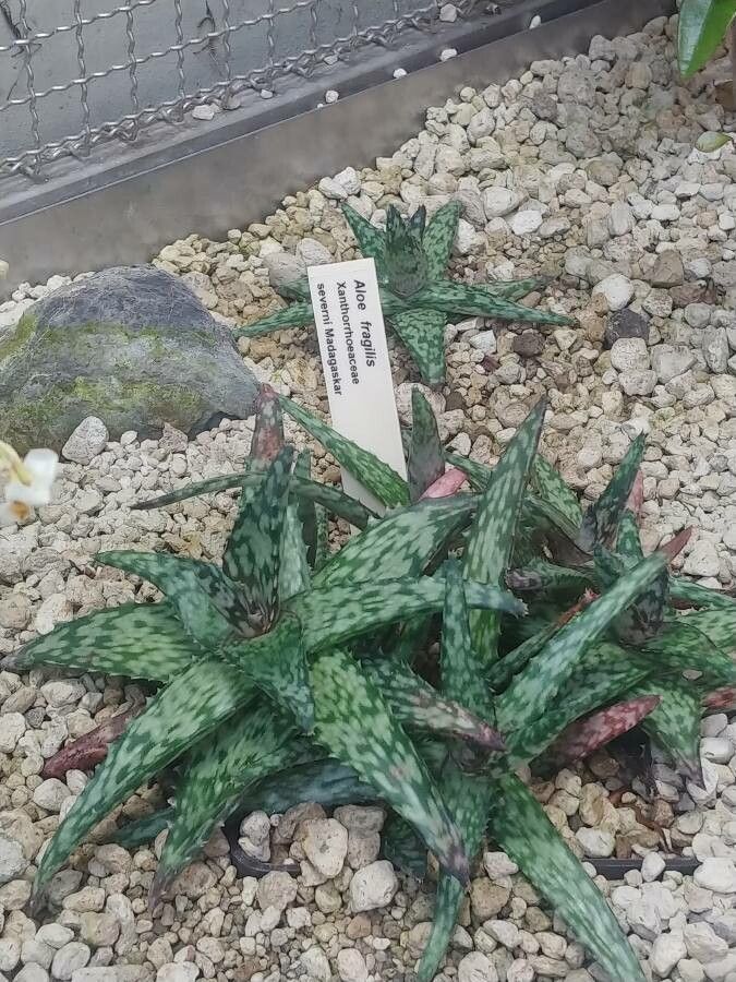 Aloe fragilis — search result for 'Aloe'