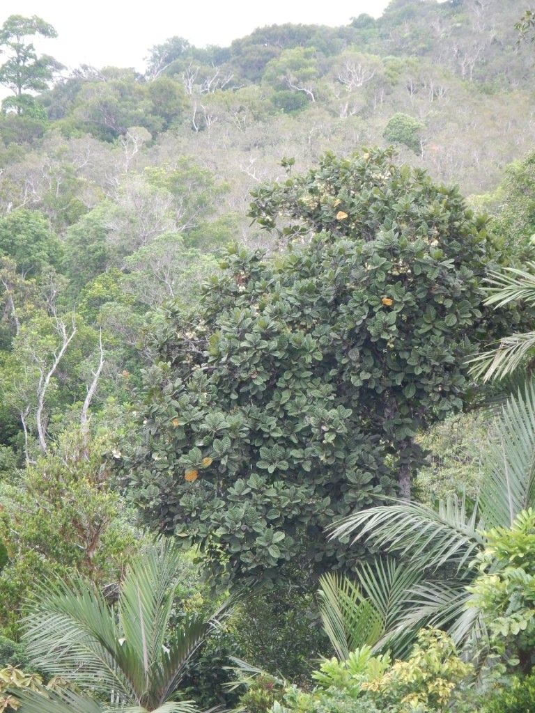 Sloanea koghiensis habit