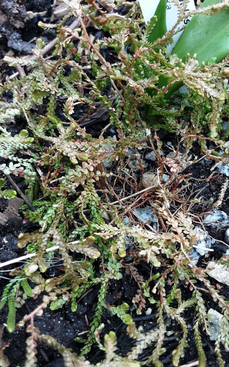 Selaginella douglasii leaf