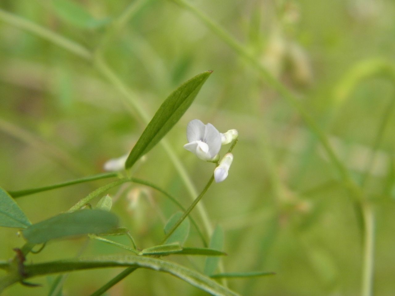 Vicia acutifolia