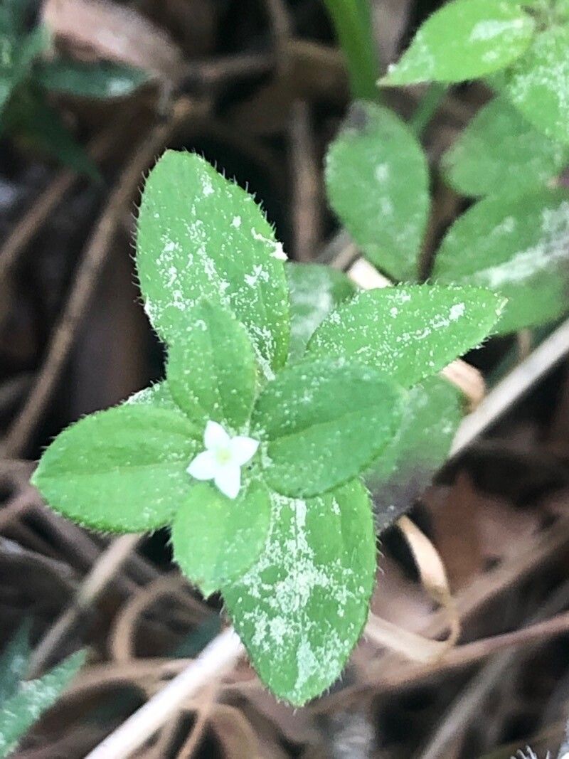 Galium rotundifolium flower
