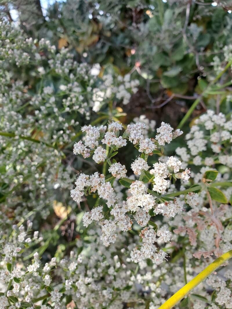 Eriogonum giganteum flower