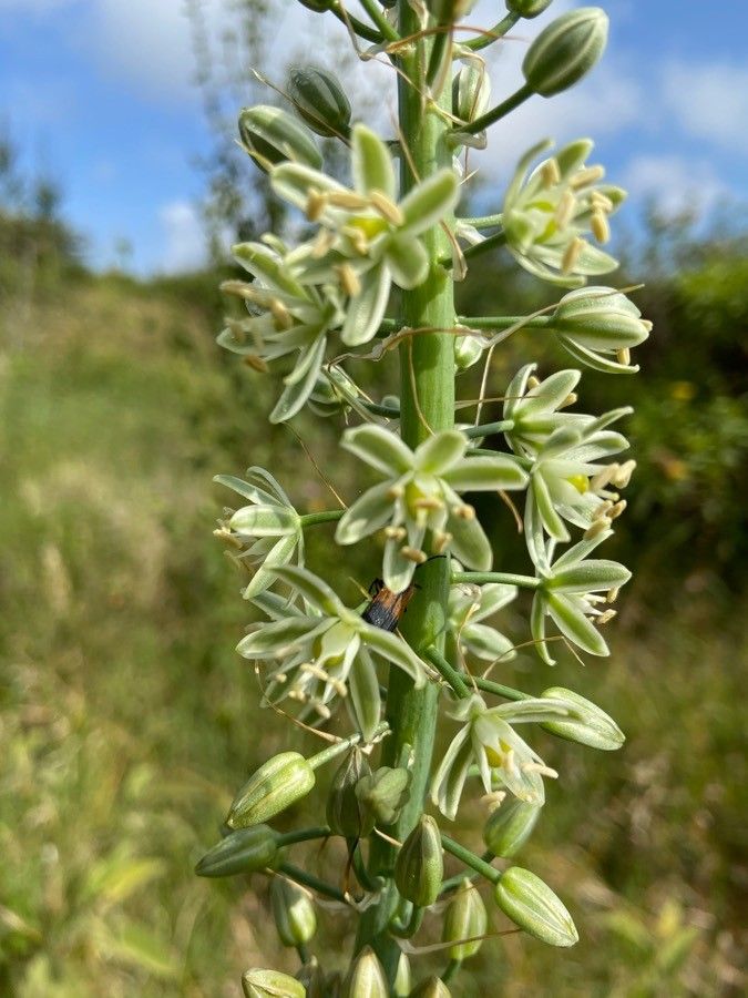 Ornithogalum tenuifolium flower