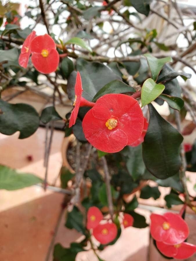Euphorbia geroldii flower